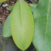 Rhododendron qiaojiaense